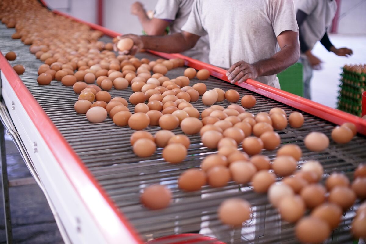 HACCP